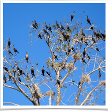 Double-Crested Cormorants - Perched